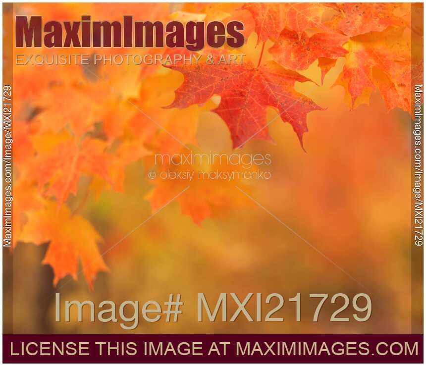 Red Maple Leaves