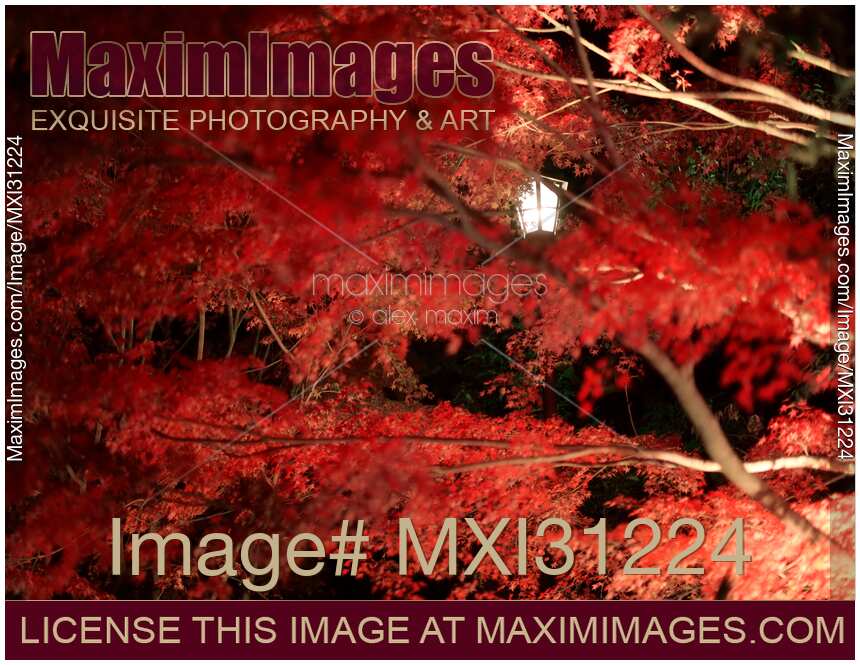 Red maple trees lit by street lights in autumn