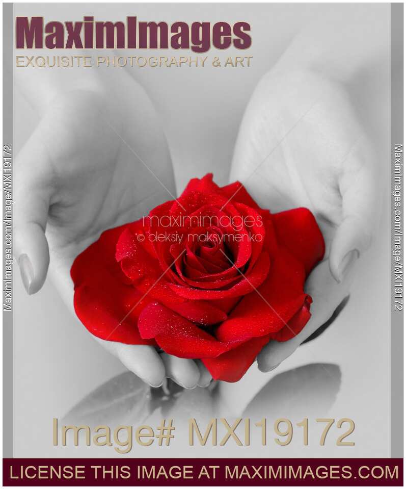 Red Rose in Hands of a Woman