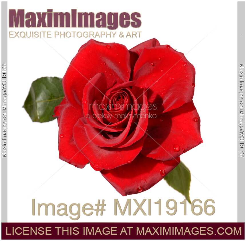 Red Rose Isolated on White