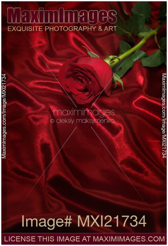 Red Rose on Silky Fabric