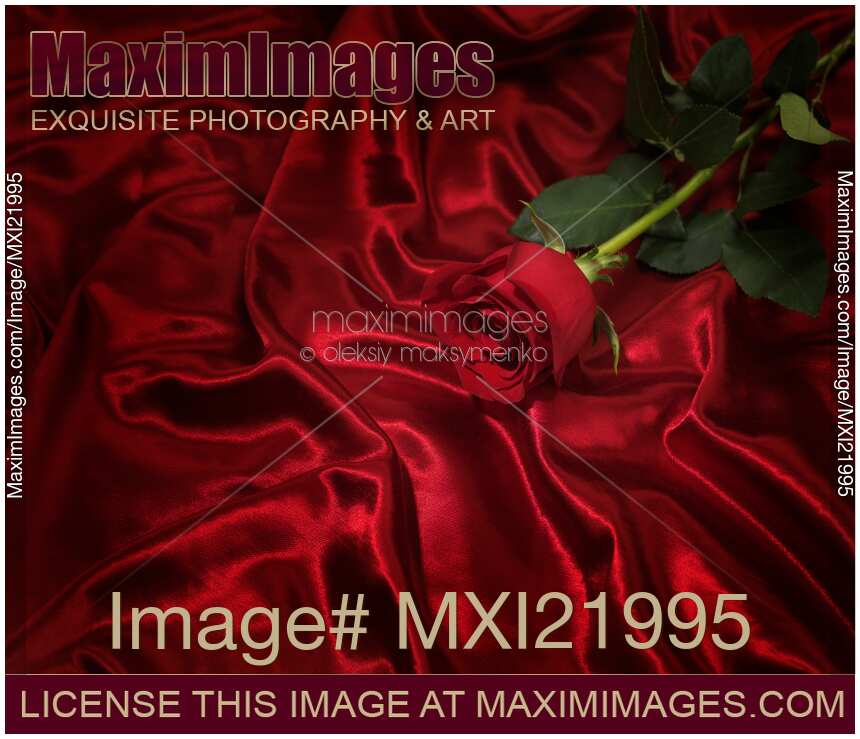 Red Rose on Silky Fabric