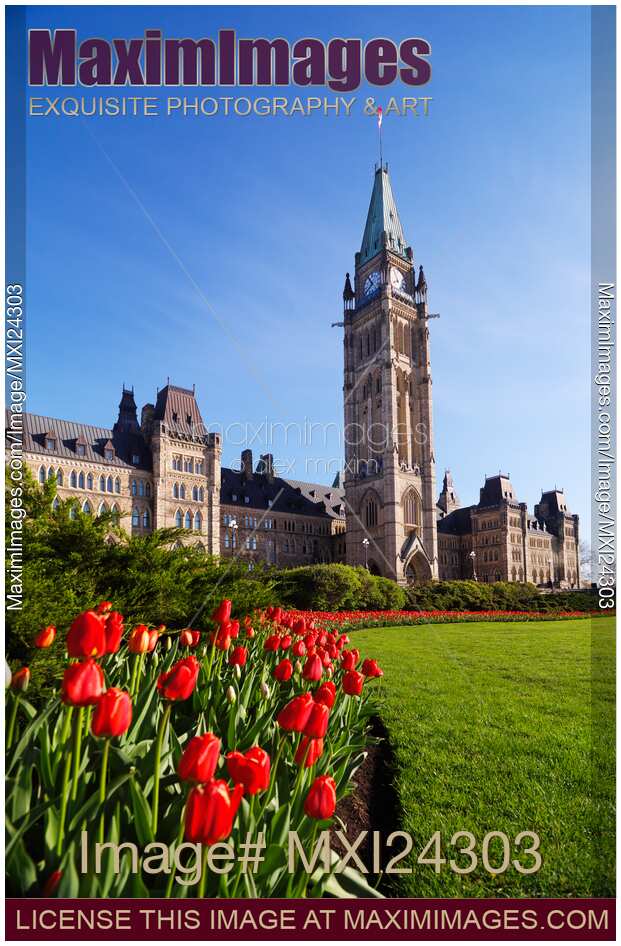 Red tulips in front of The Parliament Building in Ottawa Canada