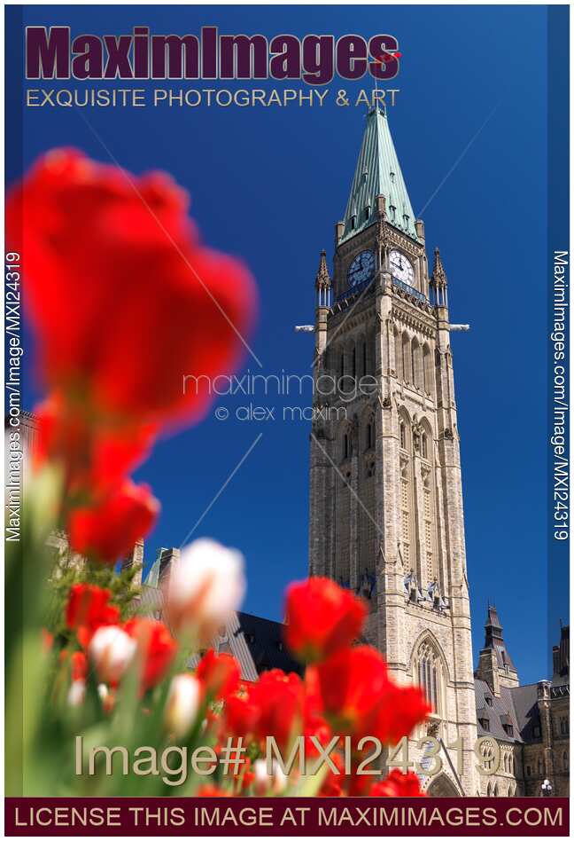 Red tulips in front of The Peace Tower in Ottawa Canada