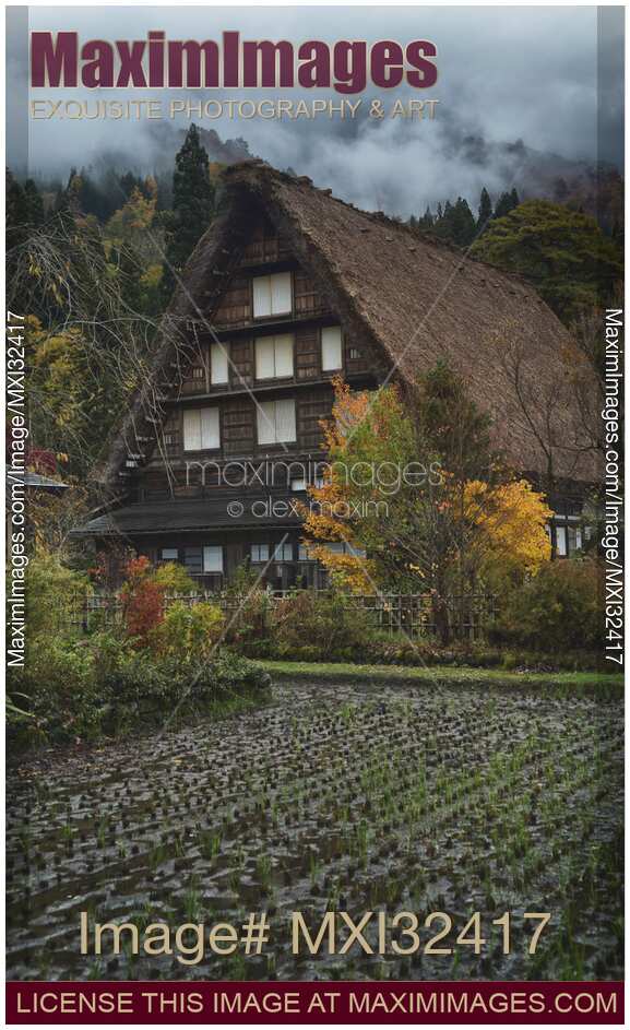 Rice paddy in front of traditional Japanese Gassho style house at Shirakawa-go traditional village Japan