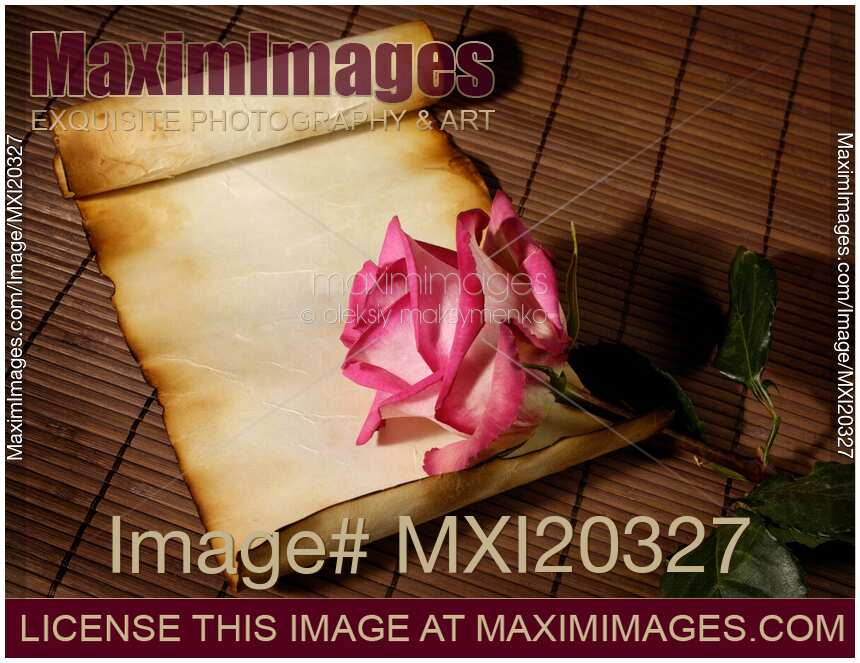 Rose on old parchment paper. Love letter, romantic background.