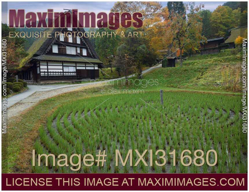 Round rice paddy field at a traditional Japanese Gassho style house at Hida Folk Village Japan
