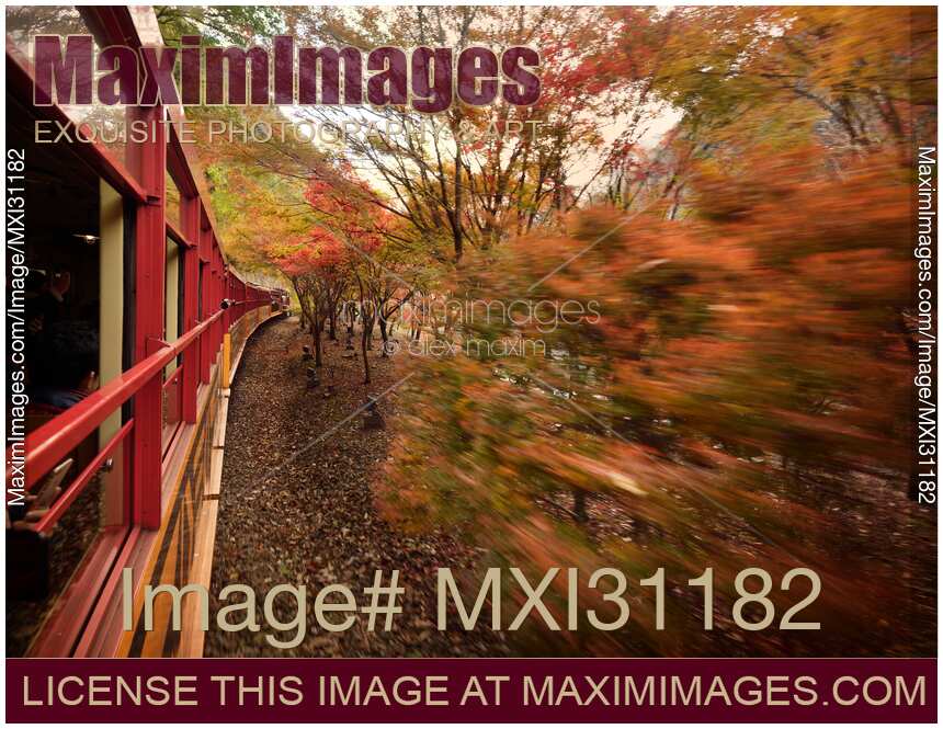 Sagano Scenic Railway Romantic train sightseeing ride in Autumn Kyoto