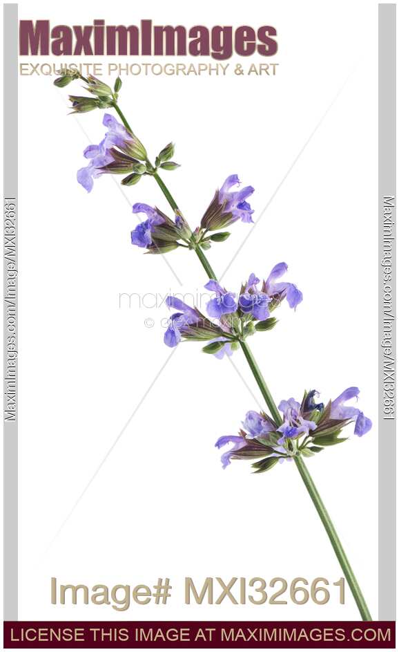 Sage blossoming plant artistic closeup of purple flowers Salvia officinalis on white