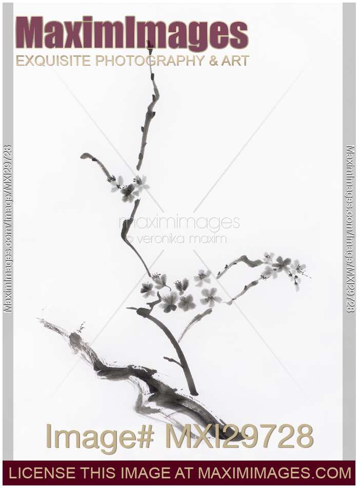 Sakura blossom artistic Japanese Zen Sumi-e painting on white rice paper
