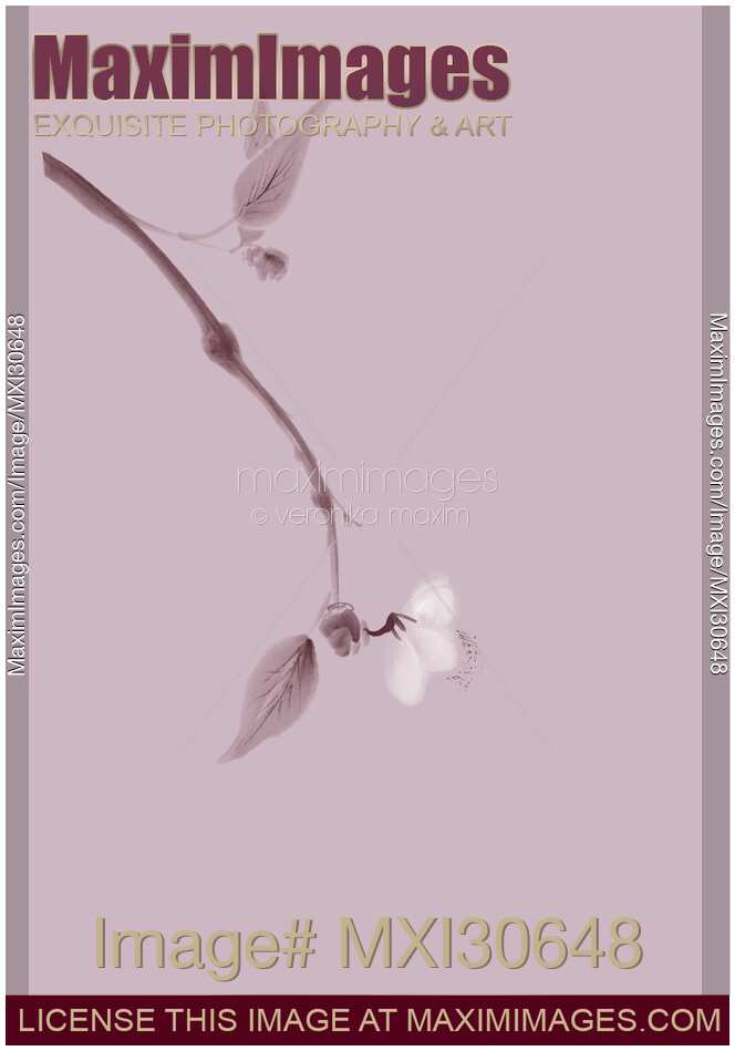 Sakura branch with delicate blossom Japanese Zen painting artistic design in pink color