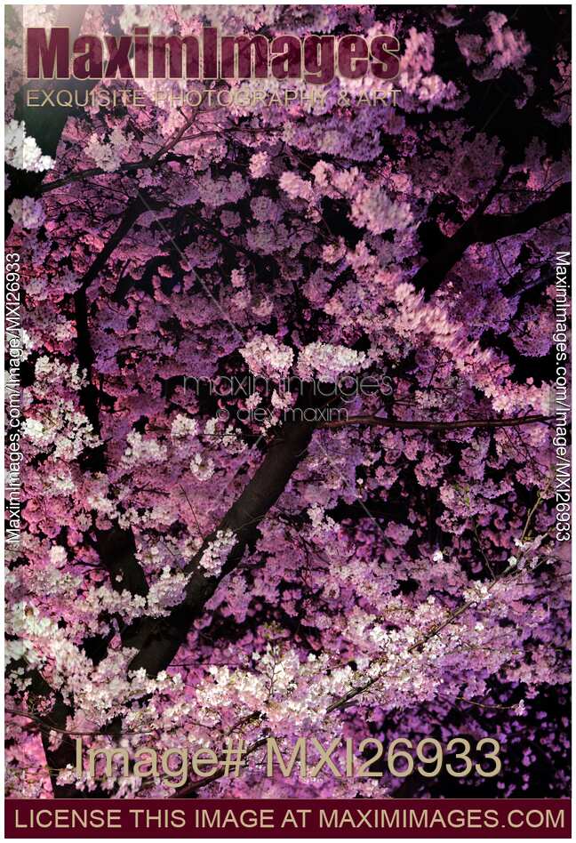 Sakura cherry blossom at night