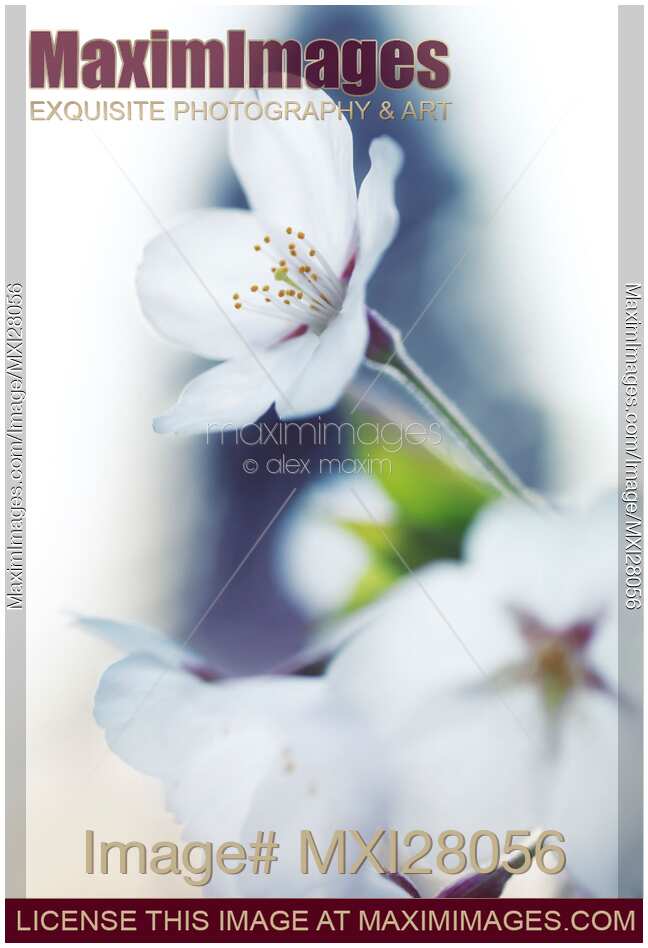 Sakura cherry blossom flowers