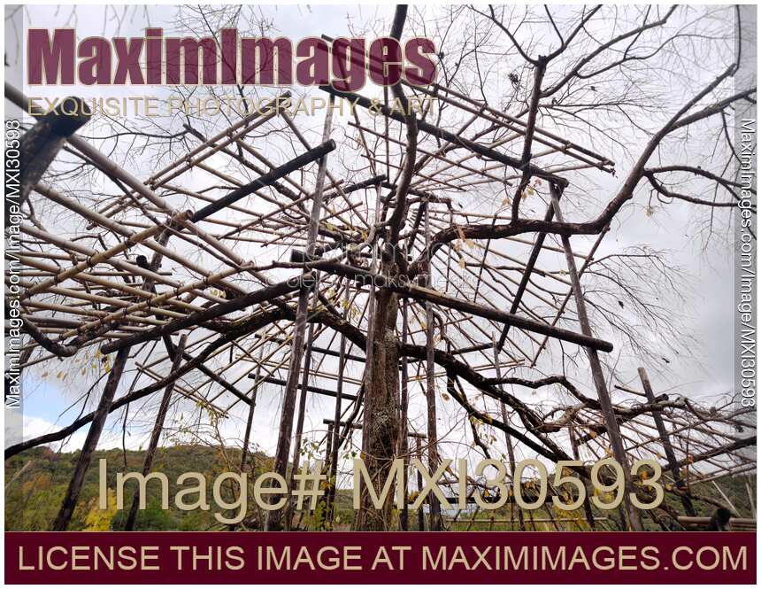 Sakura tree being trained over a structure of bamboo scaffolds Niwaki Japanese gardening