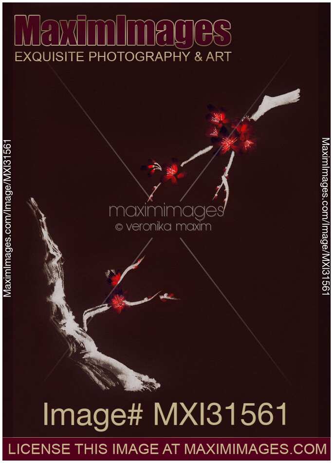 Sakura tree branches with deep red cherry blossom flowers illustration on dark brown background