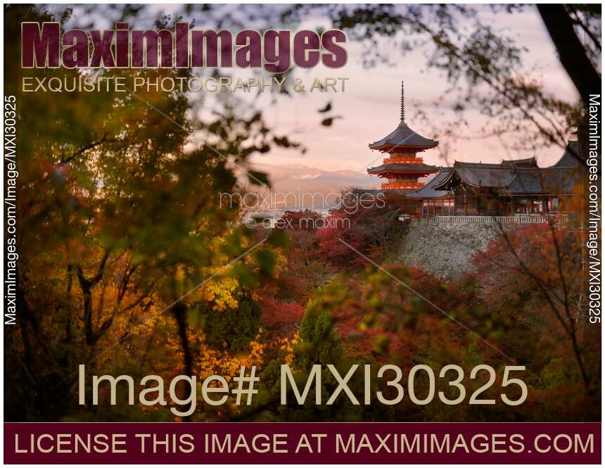 Sanjunoto pagoda behind colorful autumn tree leaves Kiyomizu-dera temple Kyoto Japan