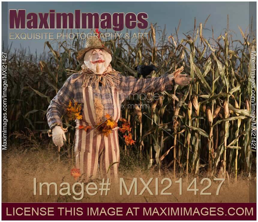 Scarecrow in a Corn Field