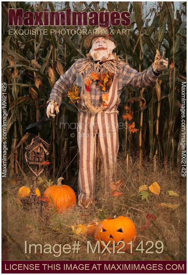 Scarecrow in a Corn Field
