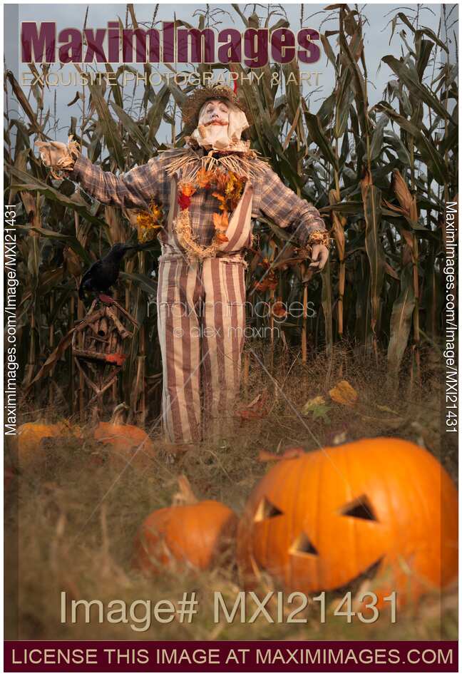Scarecrow in a Corn Field