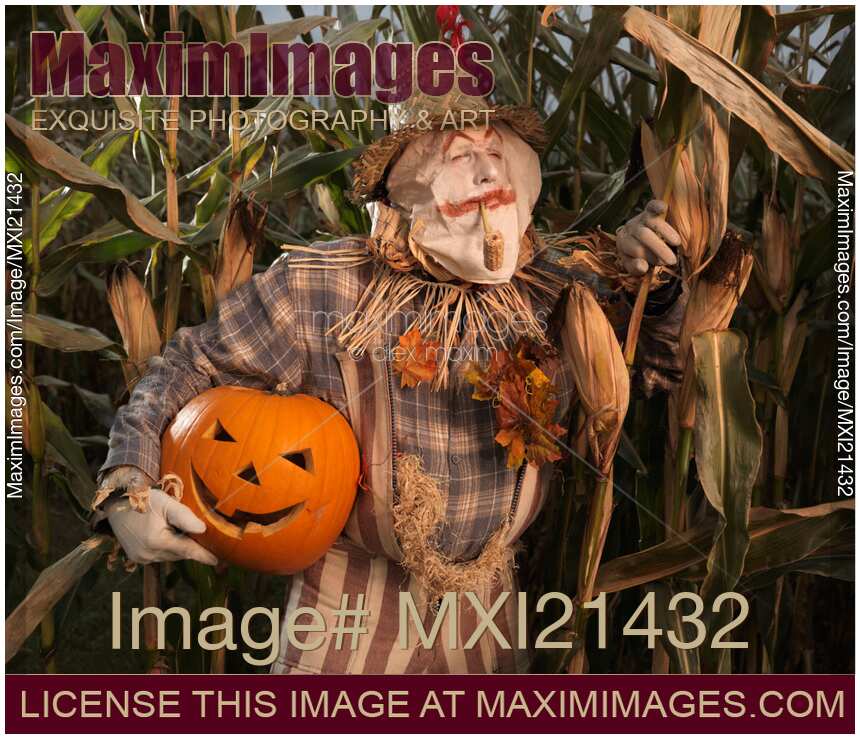 Scarecrow with a Carved Pumpkin  in a Corn Field