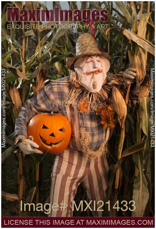 Scarecrow with a Carved Pumpkin  in a Corn Field