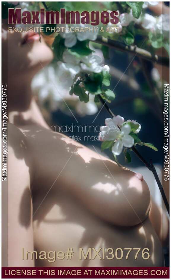 Sensual romantic closeup of a nude woman body touching gentle flowers of apple tree blossoms