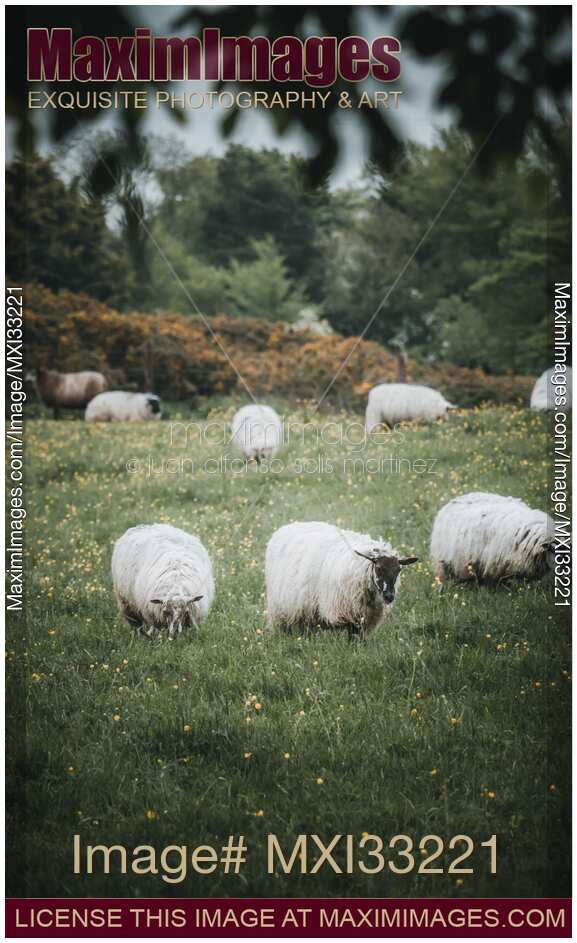Sheep at a farm field Grass-fed free-range lamb cattle