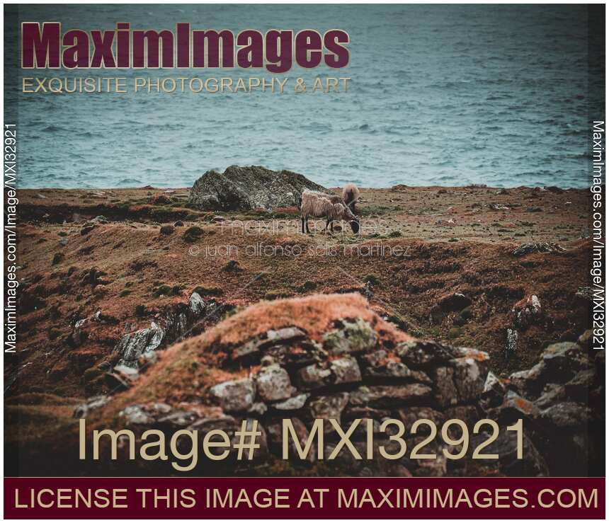Sheep by sea shore in Ireland moody landscape scenery