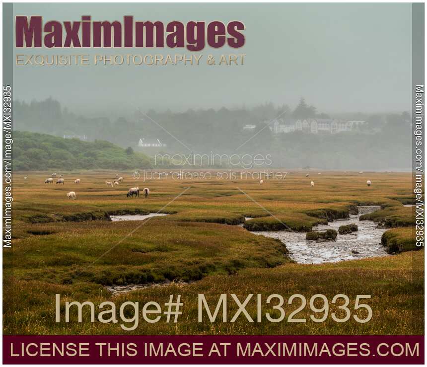 Sheep feeding on grass in Sligo Ireland misty landscape scenery