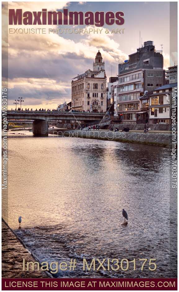 Shijo bridge over Kamo River in Kyoto with two herons in sunset scenery