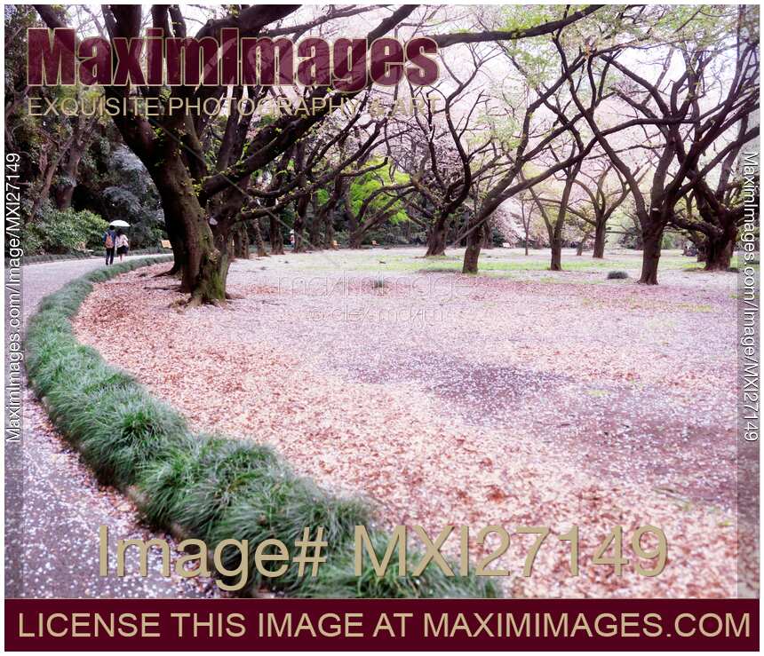 Shinjuku Gyoen National Garden during cherry blossom