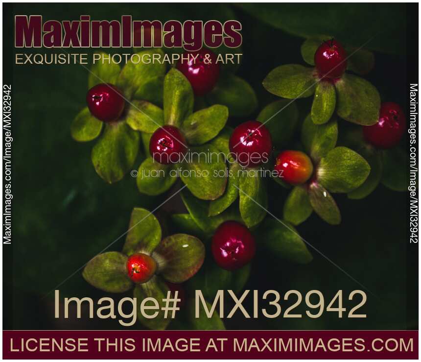 Shiny tempting dark red berries on a shrub Dramatic closeup