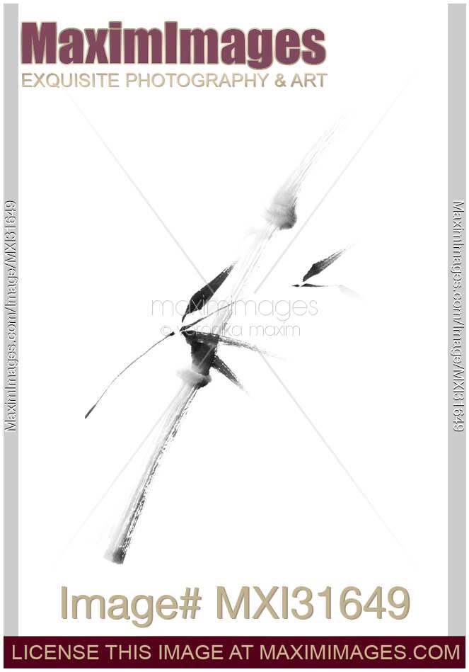 Single bamboo stalk with leaves delicate sumi-e black and white design