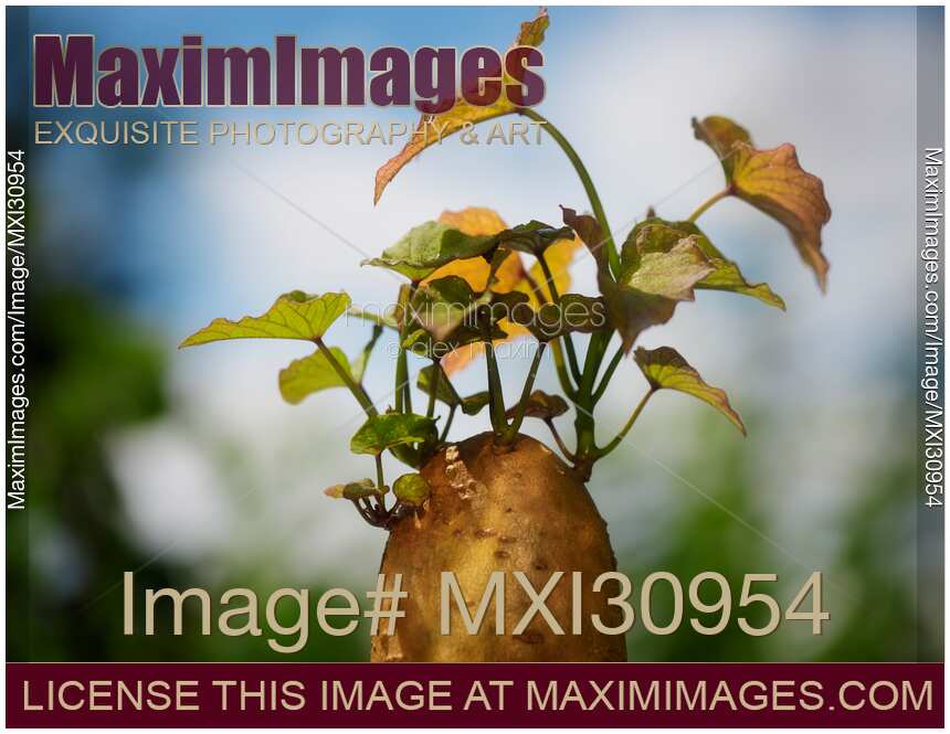 Sprouting sweet potato with slip sprouts growing from it
