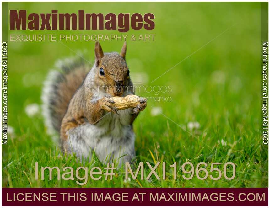 Squirrel Eating a Peanut