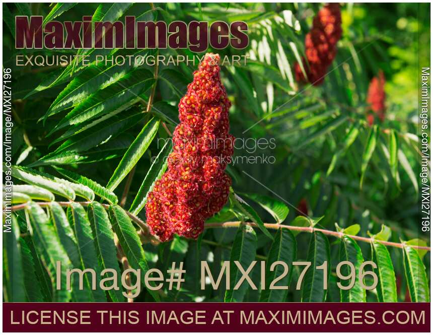 Staghorn Sumac bob