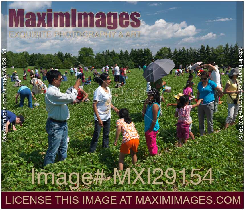 Strawberry Farm