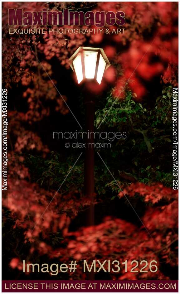 Street lamp and red Japanese maple trees at night in autumn