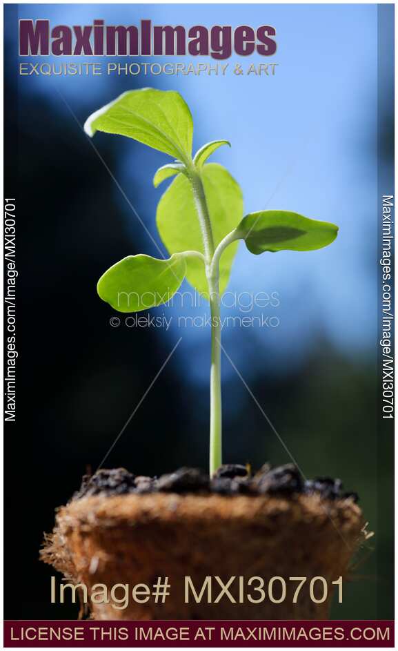 Sunflower plant seedling in a coco coir pot