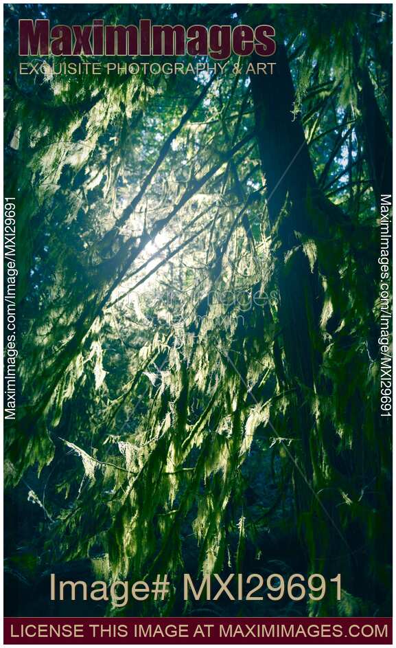 Sunlight through mossy tree branches in a forest