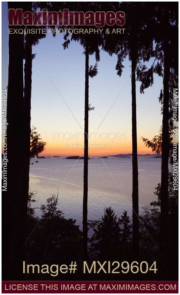 Sunset over the ocean scenery through a frame of tall cedar trees on Vancouver Island