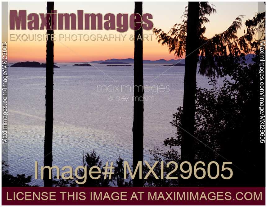 Sunset over the ocean scenery through tall cedar trees on Vancouver Island