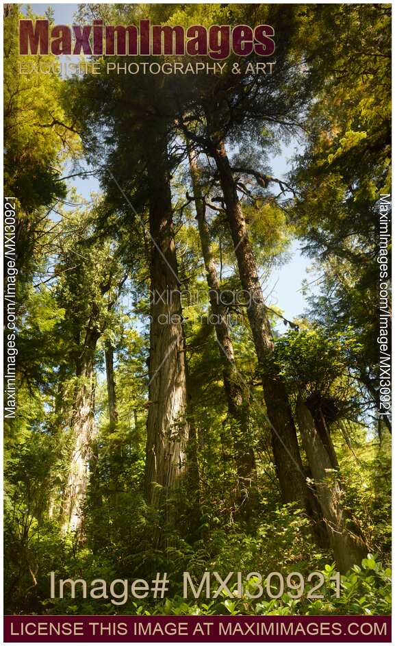 Tall Douglas Firs at the Pacific Rim National Park Rainforest in Tofino BC