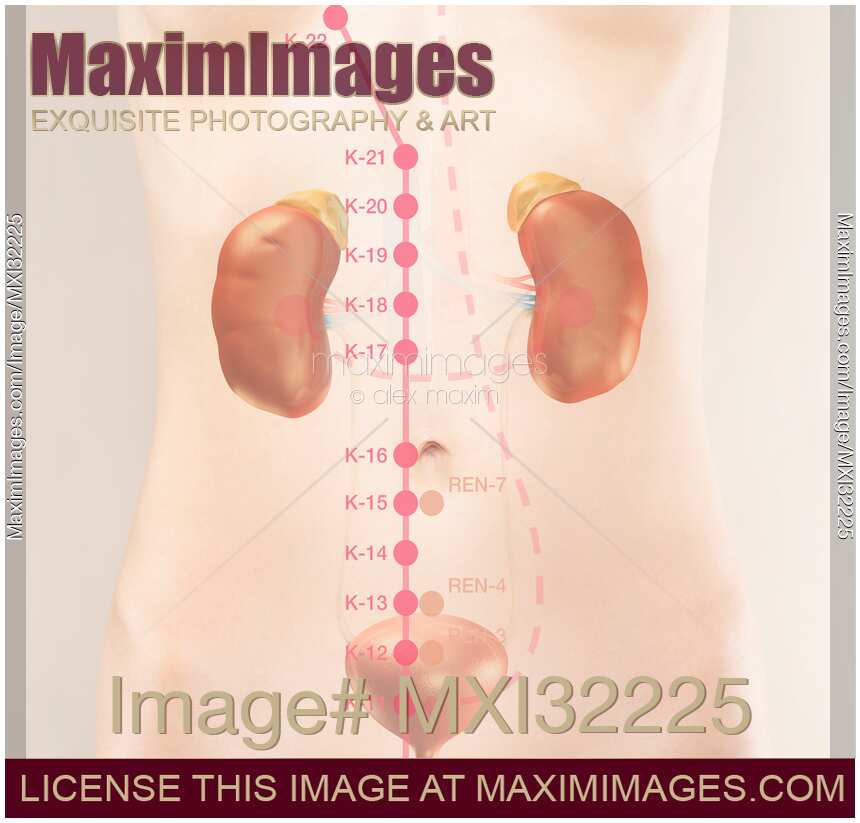 TCM fragment of Kidney meridian acupuncture points in abdomen