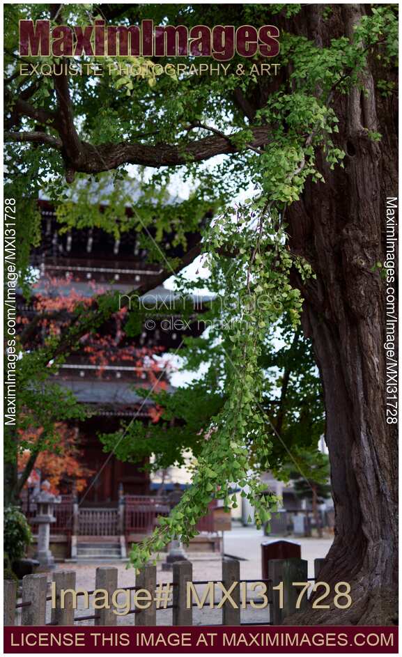 The Great Ginkgo tree at Hida Kokubun-ji Temple Takayama Japan