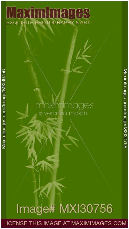Three bamboo stalks with leaves artistic oriental style design illustration in natural green colors