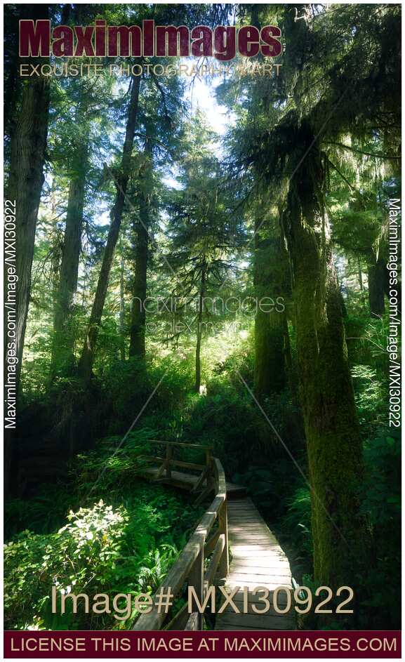 Tofino Pacific Rim National Park Rainforest trail in beautiful glowing sunlight