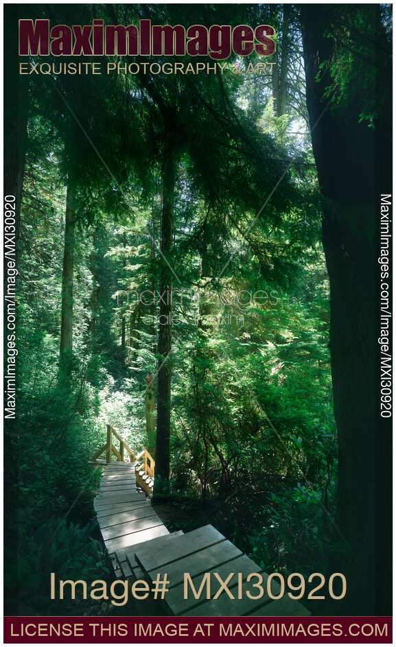 Tofino Rainforest trail at Pacific Rim National Park nature scenery