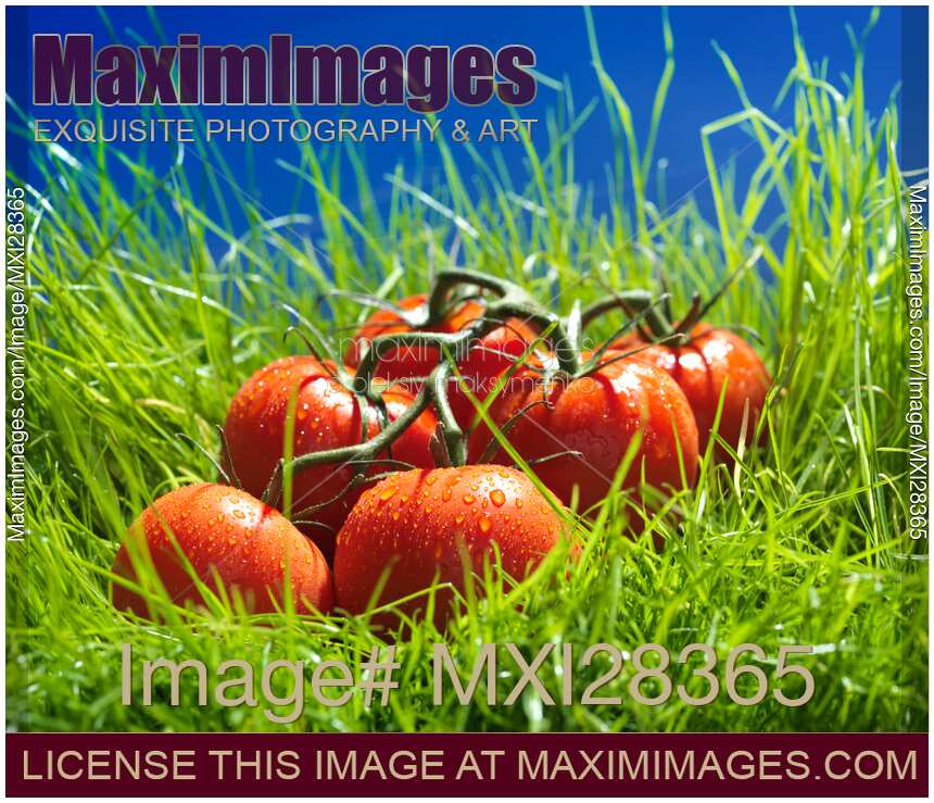 Tomatoes on vine in green grass still life