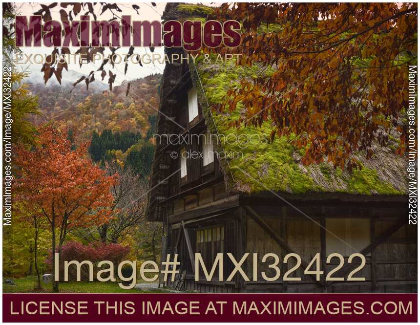 Traditional Japanese rural farmhouse with mossy thatched roof in autumn scenery Shirakawago Japan